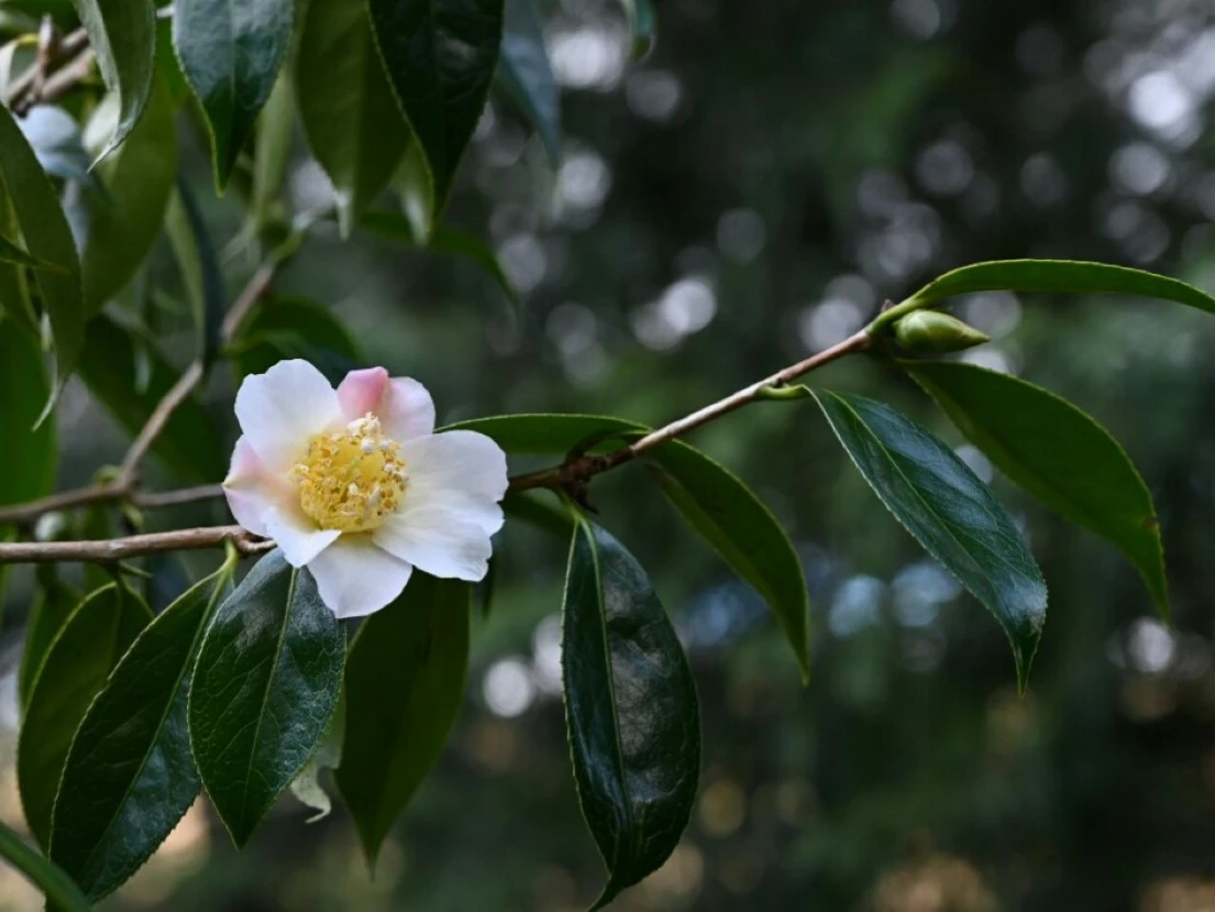 C, japonica (wabisuke) 'Hatsukari'
